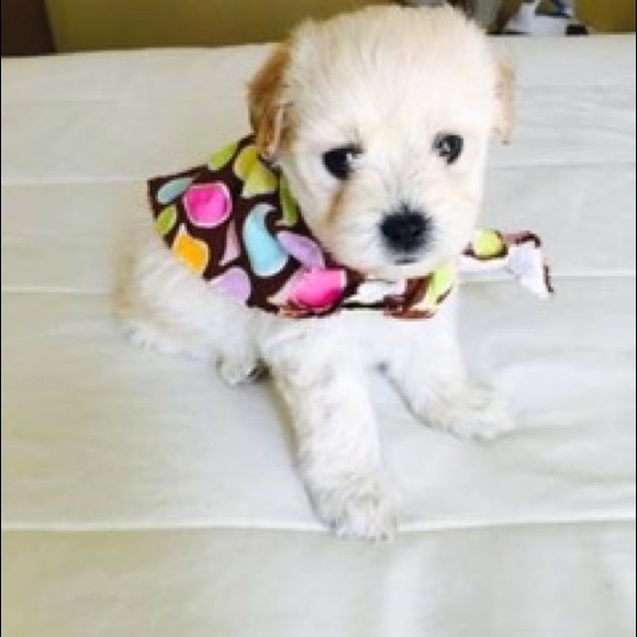 Meet your Posher, Angelle - Picture 7 of 8